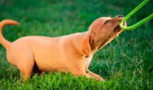 juguetes para perros