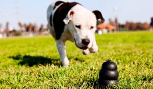 juguetes para perros