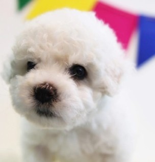 Cachorros French Poodle Maltipoo