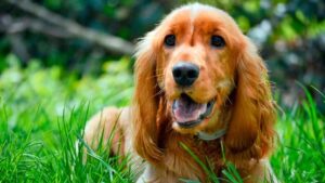 Cocker Spaniel Cachorro