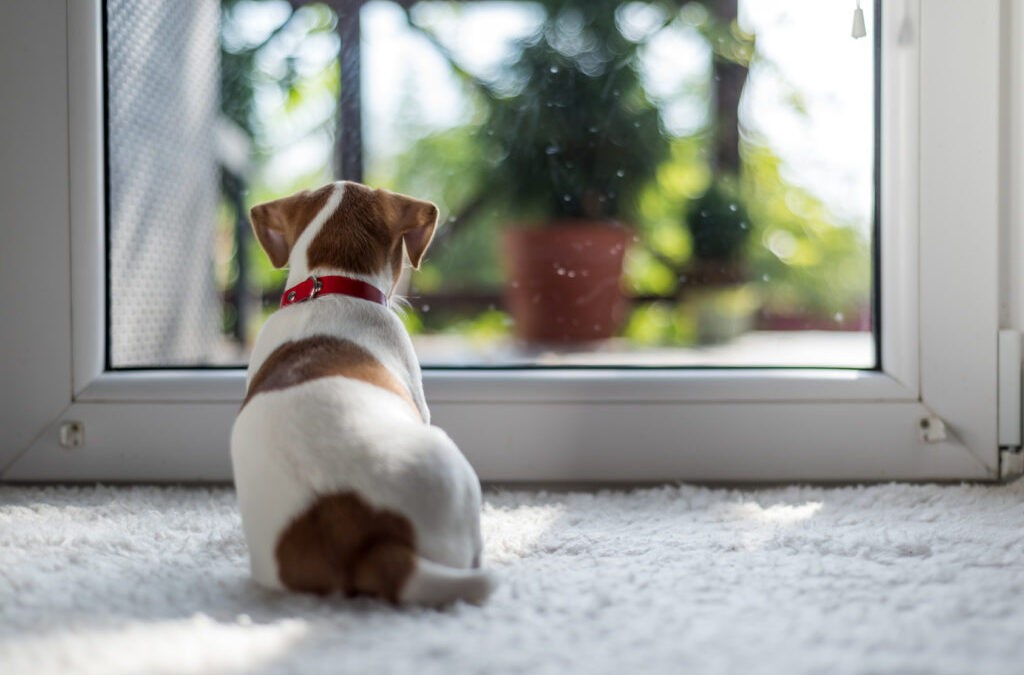 Dejar a mi cachorro solo
