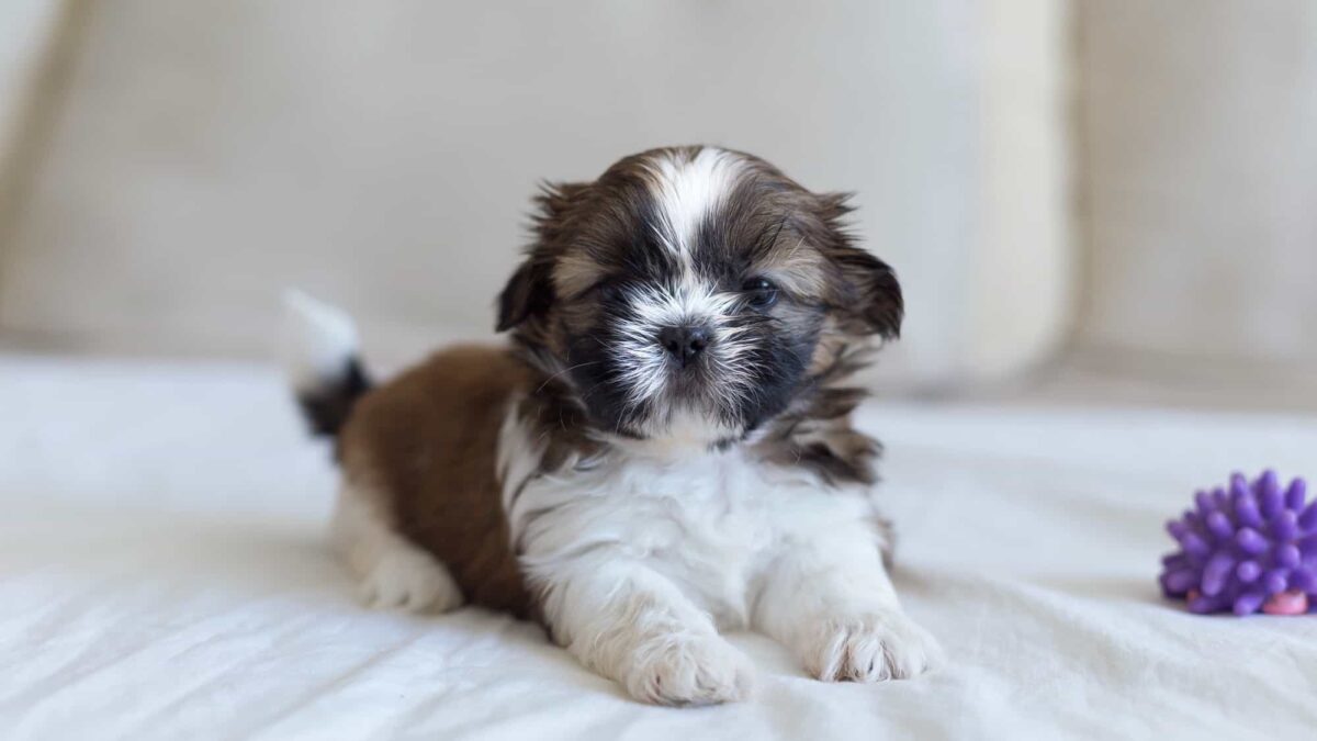 Shih Tzu