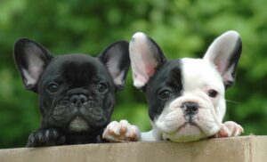 Precio del bulldog francés en Colombia