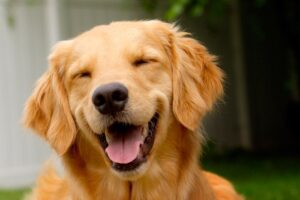 Formas de hacer feliz a un Golden Retriever