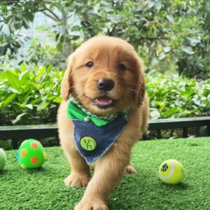 Cachorro_golden_medellin_tu_cachorro_tienda